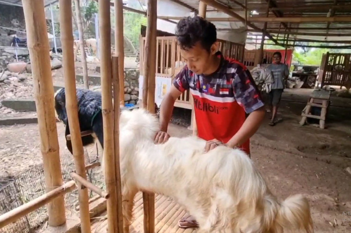 Menurut Alif Shodikin, julukan hotel kambing tersebut berawal dari teman-temannya yang menilai seperti hotel, karena mayoritas kambing milik orang yang dititipkan menginap beberapa hari ke depan hingga disembelih saat perayaan hari raya kurban nanti.