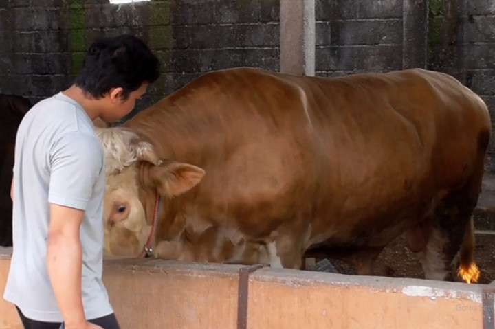 Bengkel sapi Kalijeruk ini sudah berdiri sejak 2017 lalu, dan telah berhasil mereparasi lebih dari seribu sapi. Caranya dengan memberikan nutrisi bagi sapi yang kurus agar menjadi gemoy.