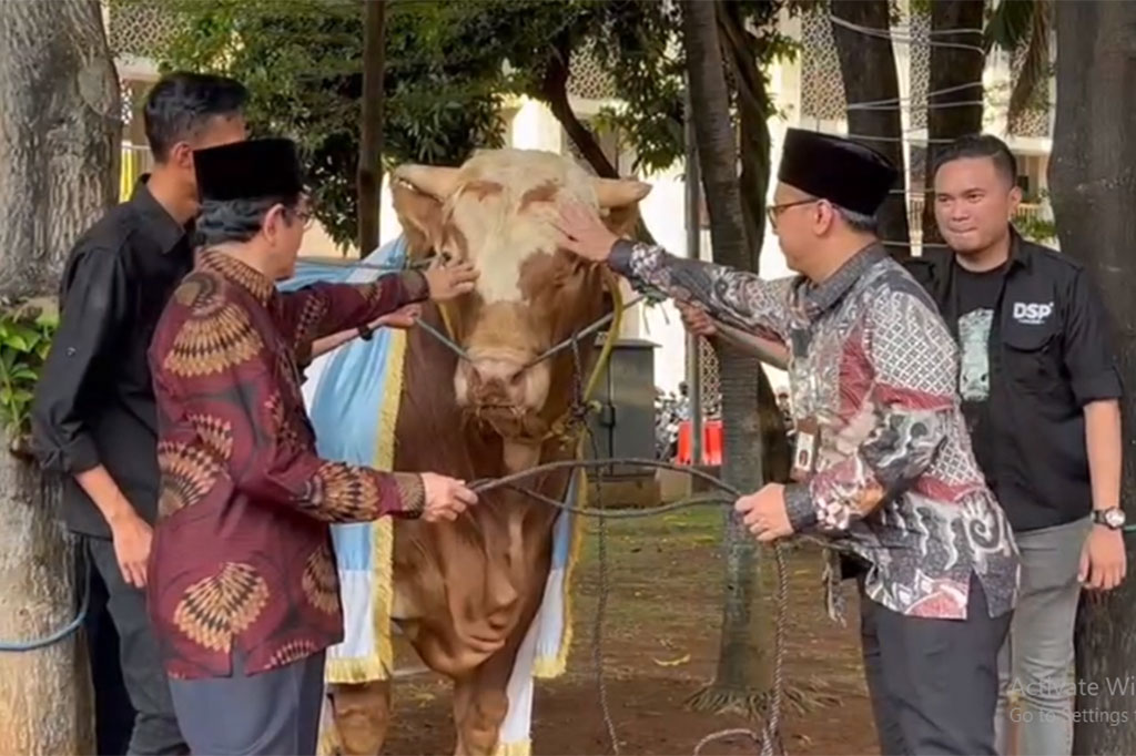 Presiden Joko Widodod dan Wakil Presiden Ma'ruf Amin menyerahkan masing-masing satu ekor sapi kurban ke Masjid Istiqlal, Jakarta Pusat, Jumat, 14 Juni 2024. Sapi tersebut berjenis simental dan limosin dengan bobot seberat sekitar 1 ton.