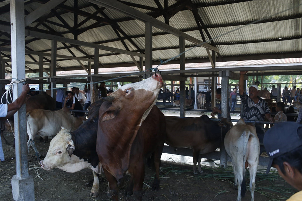 Proses pemotongan hewan untuk tradisi meugang diharapkan dilakukan di rumah potong hewan (RPH) yang tersedia di setiap kabupaten/kota. Hal ini untuk memastikan pengawasan yang baik.