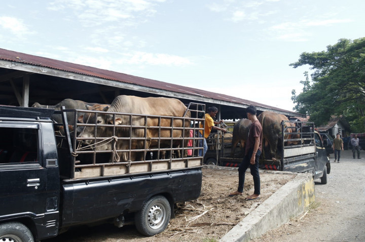Persediaan tersebut terbagi atas sapi jantan sebanyak 17.783 ekor, sapi betina tidak produktif 2.210 ekor, sapi betina produktif dua ekor, dan sapi Australia 587 ekor.