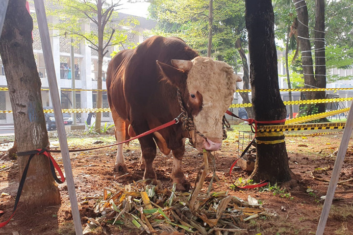 Ma'ruf mengatakan penyembelihan hewan kurban merupakan sunnah Nabi Ibrahim AS yang dilakukan setiap tahun. Daging kurban didistribusikan untuk diberikan kepada fakir miskin.