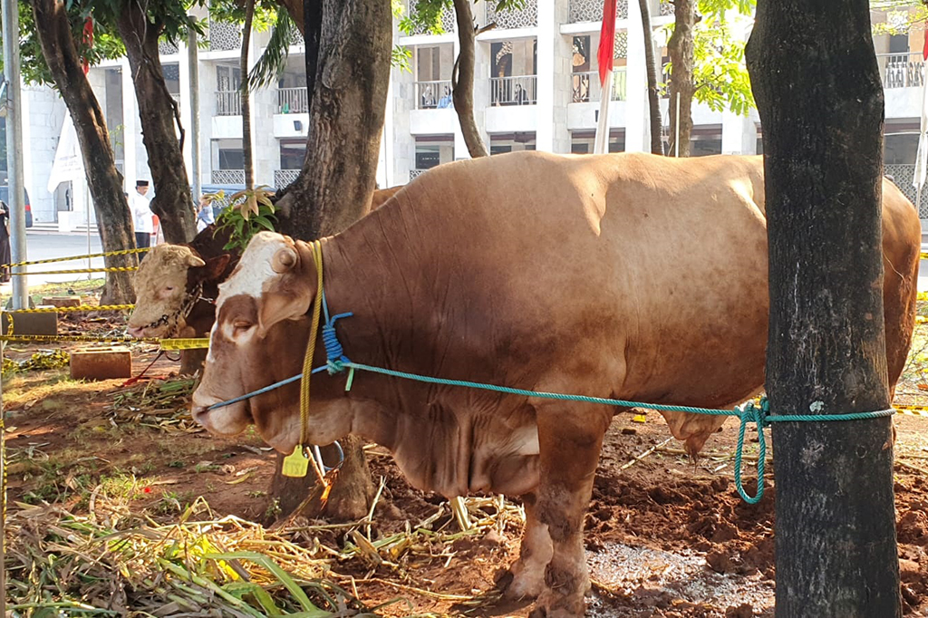 Pada kesempatan itu, Ma'ruf juga menyerahkan sapi milik Presiden Joko Widodo (Jokowi) dan keluarga berjenis simmental dengan bobot 1,2 ton. Untuk diketahui, Jokowi melaksanakan Iduladha di Semarang, Jawa Tengah.