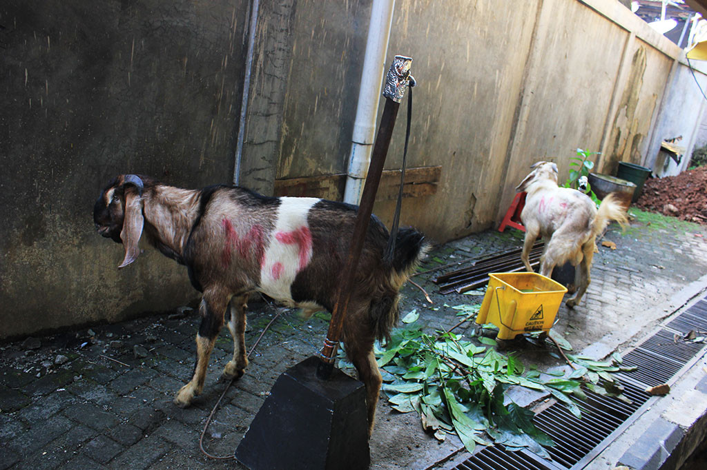 Hewan kurban ini pun berasal dari unit usaha Media Group, serta dari chairman Media Group, Surya Paloh.