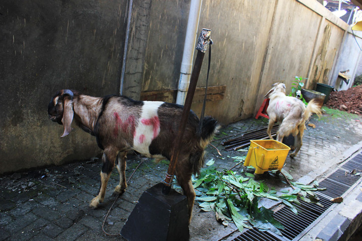 Hewan kurban ini pun berasal dari unit usaha Media Group, serta dari chairman Media Group, Surya Paloh.