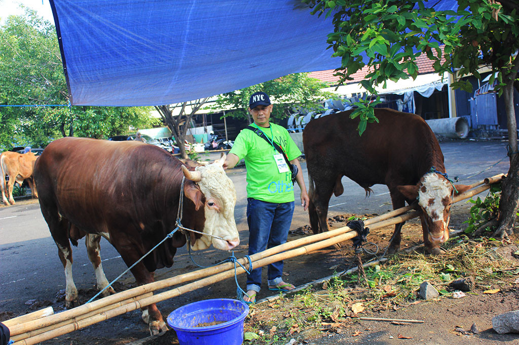Daging kurban yang disembelih akan disalurkan ke karyawan Media Group dan masyarakat, serta yayasan binaan Masjid Nursiah Daud Paloh.