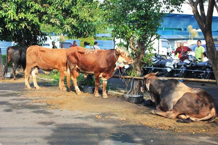 Penyerahan hewan kurban dilakukan secara simbolis dari Plt Direktur Utama Metro Tv, Arief Suditomo ke Plt Ketua Dewan Kemakmuran Masjid Nursiah Daud Paloh, Endra Supriatna.