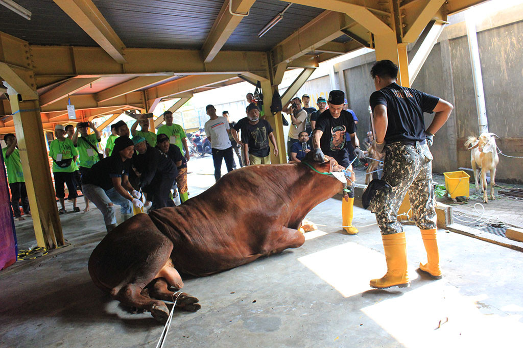 Menurut Plt Dirut Metro TV, Arief Suditomo, pemberian hewan kurban ini sejalan dengan misi Media Group, dan sekaligus sebagai bentuk tauladan terhadap Nabi Ibrahim. Ia pun berharap hewan kurban ini bisa bermanfaat bagi para mustafiq yang membutuhkan.