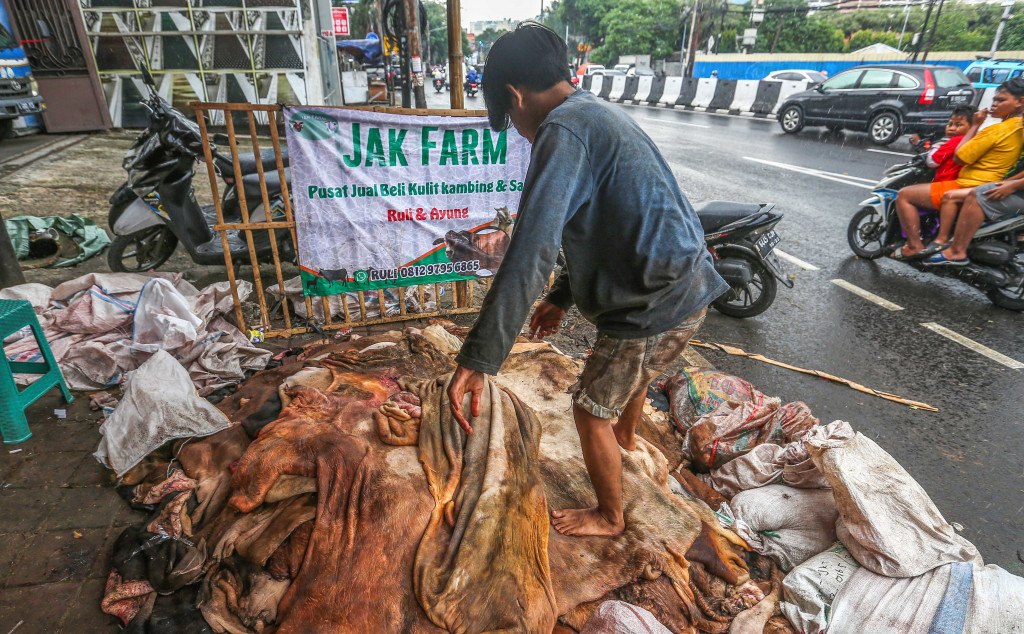 Pengepul tengah menyortir kulit hewan kurban di Tanah Abang, Jakarta Pusat, Selasa, 18 Juni 2024. 