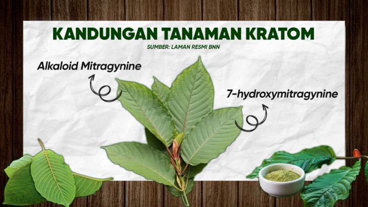 Kratom Naik Daun