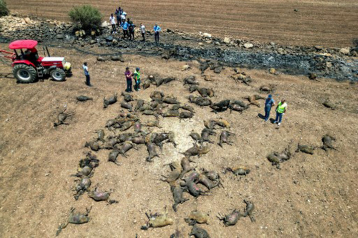 Pemandangan dari udara menunjukkan puluhan hewan tergeletak mati di tanah di desa Koksalan akibat kebakaran hutan di provinsi Diyarbakir, Turki pada 21 Juni 2024.