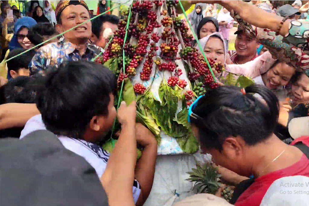 Puluhan warga berebut gunungan hasil bumi dalam Tradisi Kirab Gantingi Kopi, Wisata Agro Jollong tahun 2024. Kegiatan ini rutin digelar setiap tahun, sebagai tanda dimulainya panen raya kopi, dan sebagai wuuud rasa syukur warga kepada sang pencipta.