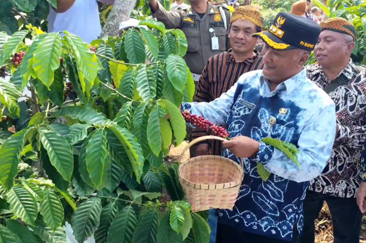 Usai arak-arakan, panen raya kopi dimulai dengan memetik kopi langsung dari pohonnya yang dilakukan oleh PJ Bupati Pati Henggar bersama sejumlah pejabat lainnya.