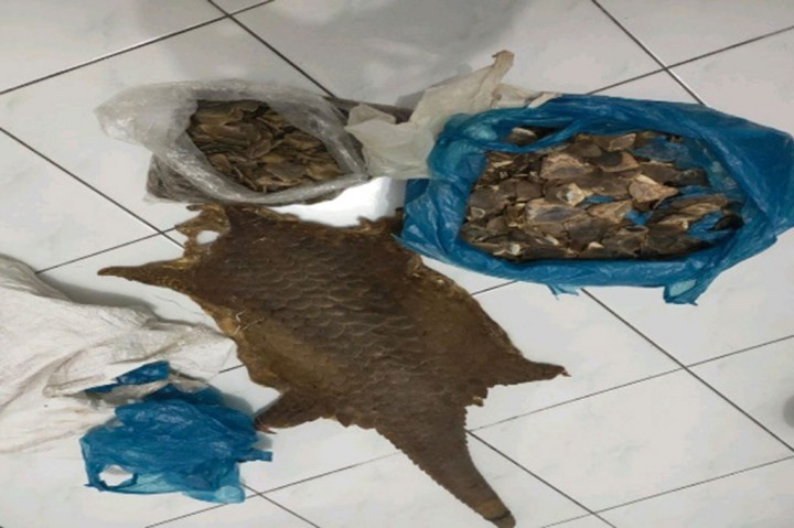 Penyidik Gakkum KLHK menjerat tersangka dengan Pasal 21 ayat (2) huruf d dengan ketentuan pidana Pasal 40 ayat (2) Undang-Undang Nomor 5 Tahun 1990 tentang Konservasi Sumber Daya Alam dan Ekosistemnya. Tersangka terancam pidana penjara paling lama 5 tahun dan denda maksimal Rp100 juta. 