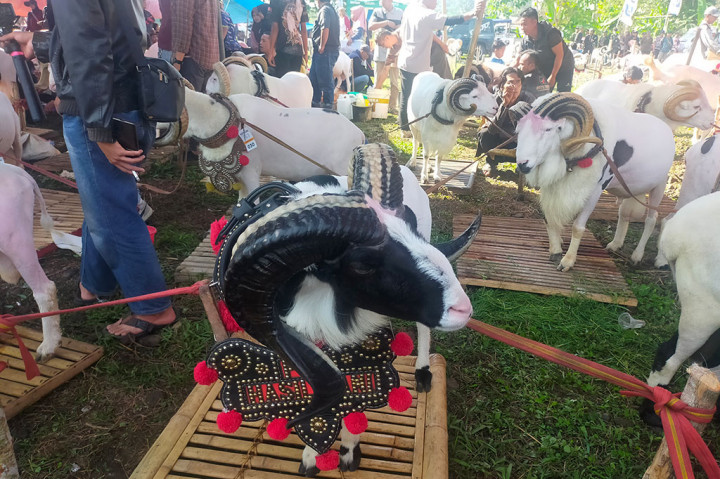 Bupati Tasikmalaya, Ade Sugianto mengatakan, untuk melestarikan potensi dan menggali pariwisata termasuk wisata alam hingga mengembangkan peternak domba dan kambing, pihaknya melakukan upaya dengan membuka kegiatan. Kegiatan yang dilakukannya bersama Himpunan Peternak Domba dan Kambing Indonesia (HPDKI) yaitu menggelar Pesta Patok.