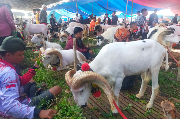 Sementara, Panitia Pelaksana Pesta Domba, Wawan Tatang Hermawan mengatakan, dalam pesta patok ada beberapa kategori penilaian seperti raja kasep, petet, bibit, dan dinilai kualitas termasuk mencari bibit untuk dibudidayakan. 