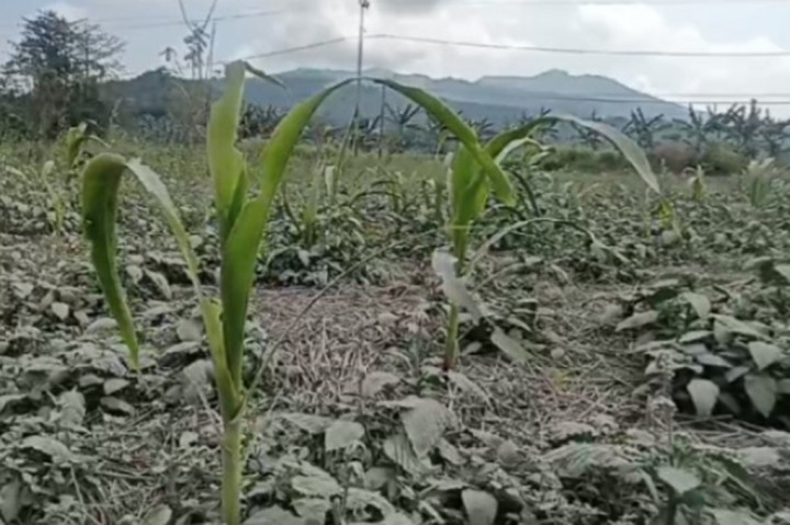 Hujan Abu vulkanik Gunung Lewotobi Laki-laki terus melanda wilayah Kecamatan Talibura, Sikka, NTT.