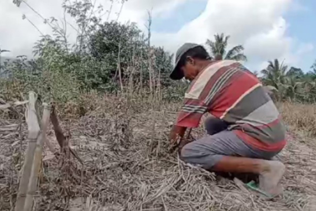 Akibatnya ratusan hektare lahan pertanian warga seperti jagung, padi dan kacang-kacangan gagal panen imbas erupsi gunung Lewotobi Laki-laki ini.