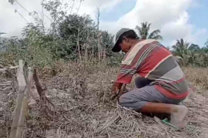 Akibatnya ratusan hektare lahan pertanian warga seperti jagung, padi dan kacang-kacangan gagal panen imbas erupsi gunung Lewotobi Laki-laki ini.