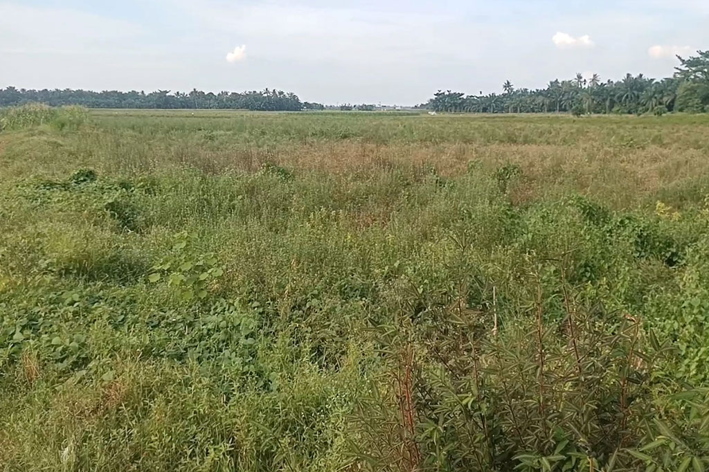 Saat ini sebagian besar petani yang memanfaatkan Bendung Irigasi Cinta Maju harus kehilangan mata pencarian karena sudah beberapa musim tidak dapat bercocok tanam padi. Mereka berharap pemerintah segera turun tangan memperbaiki bendungan yang rusak.