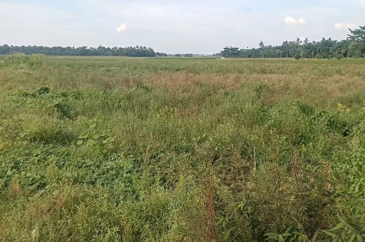 Saat ini sebagian besar petani yang memanfaatkan Bendung Irigasi Cinta Maju harus kehilangan mata pencarian karena sudah beberapa musim tidak dapat bercocok tanam padi. Mereka berharap pemerintah segera turun tangan memperbaiki bendungan yang rusak.