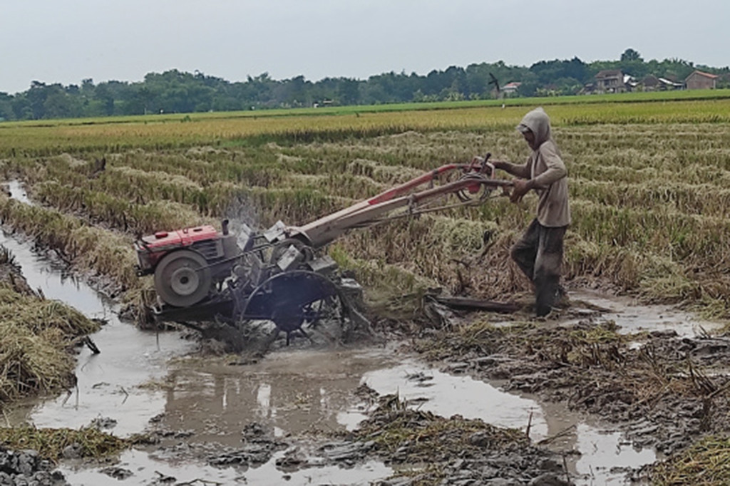 Pertanian di wilayah irigasi teknis pun, seperti di Kecamatan Selogiri misalnya, pada musim tanam (MT) II dan III yang mundur ini, banyak petani yang belum mengambil jatah pupuk subsidi yang menjadi hak mereka.