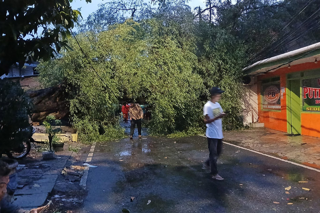 Ditempat terpisah, Kepala Suku Dinas Pertamanan dan Hutan Kota (Tamhut) Jakarta Pusat, Mila Ananda memastikan kejadian pohon tumbang terjadi dipicu hujan deras disertai hujan deras. Pasalnya pihak Sudin Tamhut telah berupaya mengantisipasi kejadian dengan melakukan pemangkasan rutin dan pengawasan pohon rawan tumbang secara rutin.