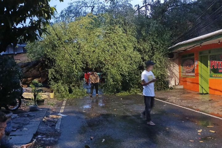 Ditempat terpisah, Kepala Suku Dinas Pertamanan dan Hutan Kota (Tamhut) Jakarta Pusat, Mila Ananda memastikan kejadian pohon tumbang terjadi dipicu hujan deras disertai hujan deras. Pasalnya pihak Sudin Tamhut telah berupaya mengantisipasi kejadian dengan melakukan pemangkasan rutin dan pengawasan pohon rawan tumbang secara rutin.