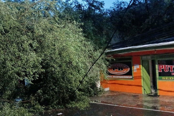 “Tadi itu terdengar suara kretek kretek, dan langsung pohon itu menimpa warteg. Untung tidak ada korban dan hanya bagian dapur yang tertimpa,” ucap Imam saat diwawancarai, Rabu 3 Juli 2024.