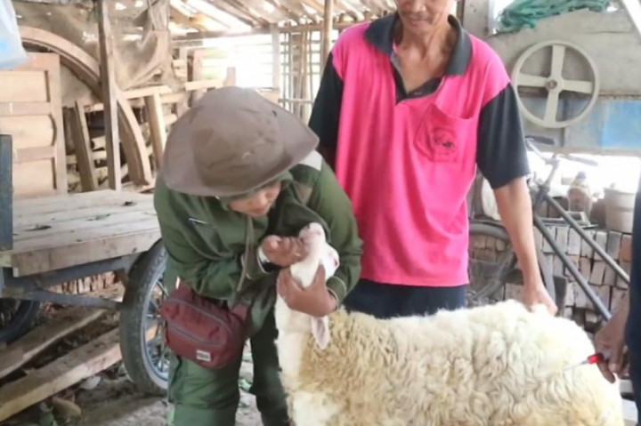 Bersekolah ternyata bukan hanya untuk para peserta didik manusia saja, namun juga untuk hewan ternak seperti domba. Sekolah unik ini berada di Desa Jatimulyo, Kecamatan Petanahan, Kebumen, Jawa Tengah, dan sudah memiliki 1.000 ternak yang menjadi murid untuk bersekolah.