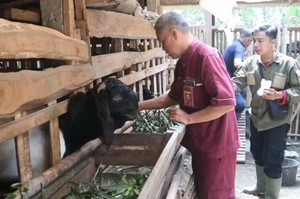 Sekolah unik yang berada di Desa Jatimulyo ini sudah berjalan sejak beberapa tahun lalu, dan siswa-siswinya bukan manusia akan tetapi hewan ternak seperti domba, kambing dan juga sapi. Di sekolah ini ternak tidak datang sendiri ke sekolah, namun mereka menjalankan home schooling di setiap kandang kelompok ternak maupun di kandang peternak mandiri.
