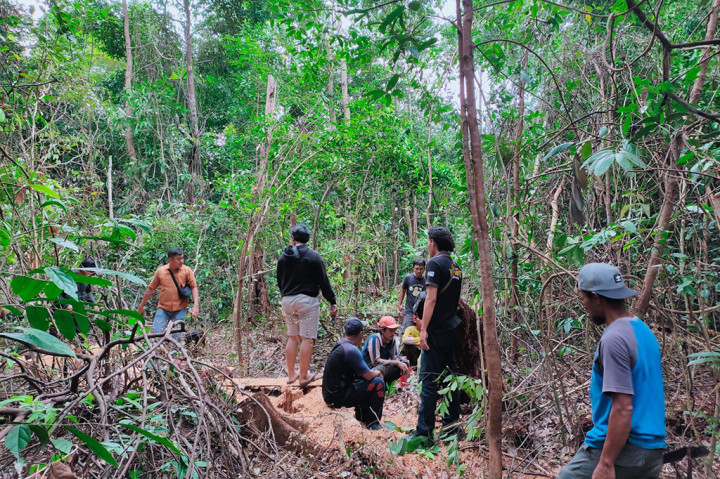 Kepolisian resort (Polres) Bangka Barat (Babar) mengamankan dua Pelaku penebangan liar dikawasan Taman Hutan Raya (Tahura) Bukit Menumbing Kabupaten Bangka Barat.