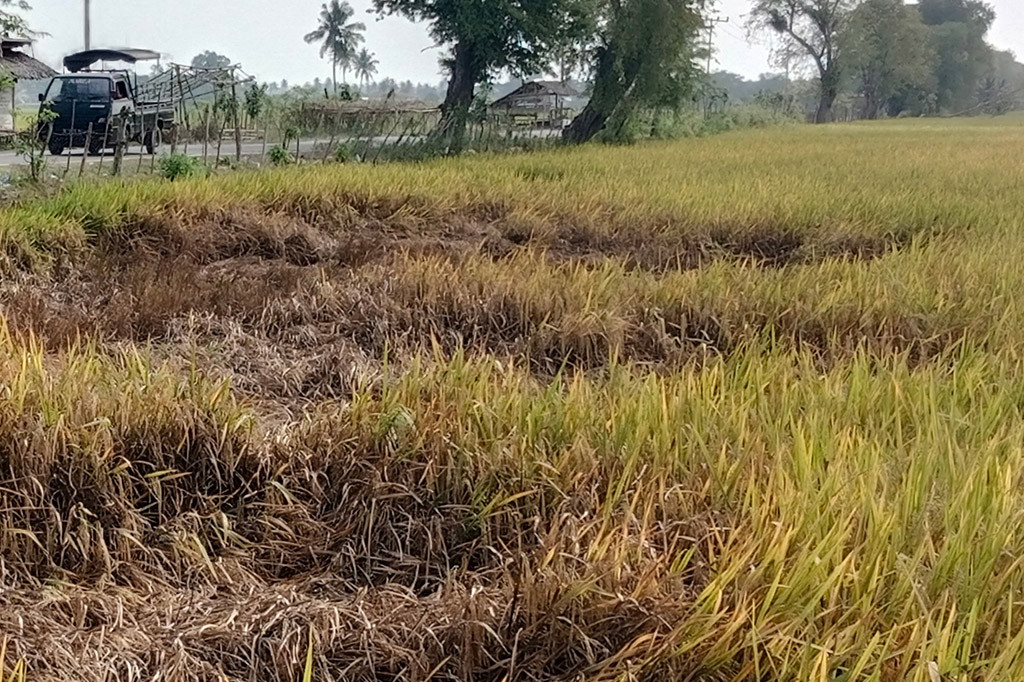 Ironisnya populasi hama wereng itu sangat cepat dan menyebar dalam waktu singkat. Bila sepekan saja tidak teratasi, satu hektare (ha) lahan sawah habis terkena serangan.