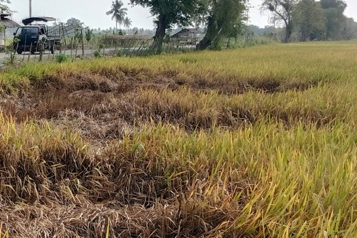 Ironisnya populasi hama wereng itu sangat cepat dan menyebar dalam waktu singkat. Bila sepekan saja tidak teratasi, satu hektare (ha) lahan sawah habis terkena serangan.