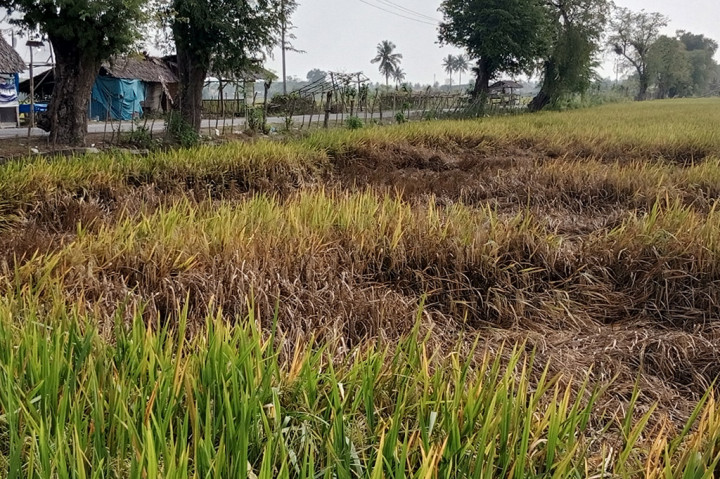 Belum lagi berakhir ancaman keketingan, kini petani padi sawah di Kabupaten Pidie, Provinsi Aceh diresahkan oleh serangan hama wereng cokelat. Hama berbahaya berjalan miring itu sekarangg telah menyerang tanaman padi berumur 30 hingga 70 hari.