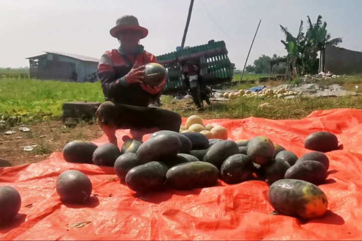 Para petani semangka inul di Kabupaten Sidoarjo, Jawa Timur harus gigit jari, lantaran di tengah hasil panen tahun ini yang melimpah, harganya justru anjlok hanya Rp6 ribu per kilogram.