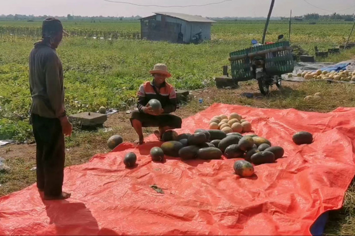 Belasan petani semangka inul di Kecamatan Wonoayu, Kabupaten Sidoarjo itu terlihat memanen semangka di lahan seluas 25 hektare. Semangka yang mereka panen adalah semangka inul, yang memiliki bentuk lonjong dan warna daging buah kuning.