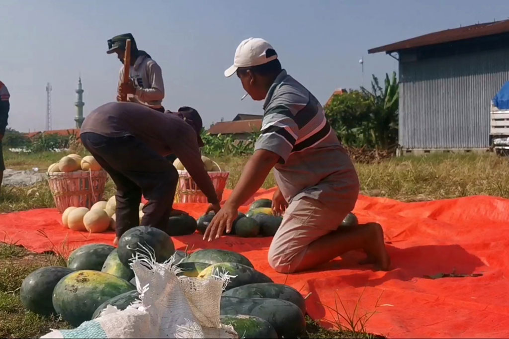 Para petani mengaku, hasil panen semangka inul mereka tahun ini sebenarnya sangat bagus. Bahkan ada peningkatan karena hasil panen mencapai 15 ton, dibandingkan tahun lalu hanya 10 ton.