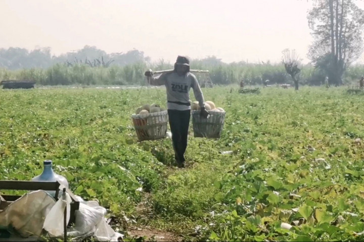 Namun meski ada peningkatan, petani mengaku tidak mendapatkan keuntungan maksimal. Lantaran harga semangka inul anjlok hanya Rp6 ribu per kilogram. Saat panen tahun lalu, harganya Rp8 ribu hingga Rp8.500 per kilogram.
