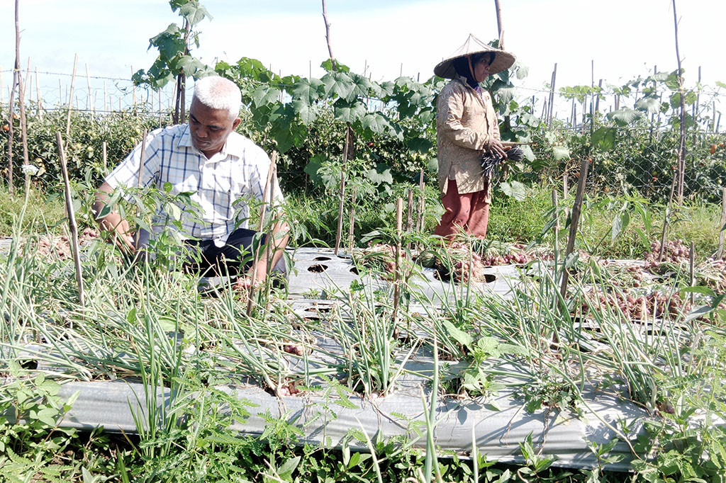 Karena itu, sejak sepekan terakhir, puluhan hektare lahan sawah di kawasan pesisir Selatan Malaka tersebut mulai memasuki panen raya bawang merah.