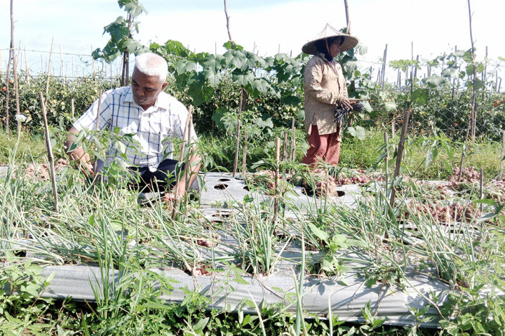 Karena itu, sejak sepekan terakhir, puluhan hektare lahan sawah di kawasan pesisir Selatan Malaka tersebut mulai memasuki panen raya bawang merah.