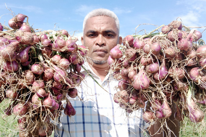 Apalagi menyadari lahan sawahnya di wilayah hilir, tidak memaksa kehendak untuk menanam padi. Tapi dengan bijak memilih menanam bawang merah yang varietas nya cocok dengan iklim mikro setempat.