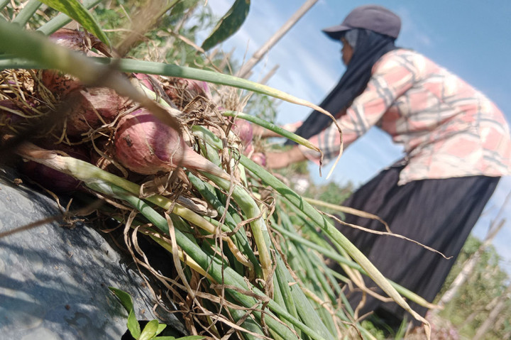 Tapi musim panas yang luar biasa itu bisa disikapi dengan bijak dan boleh bersahabat asalkan mau menyesuaikan diri. Sebagian petani di Kabupaten Pidie, Provinsi Aceh misalnya, sejak awal memasuki musim El Nino tiga bulan lalu. Mereka langsung beradaptasi dengan cara beralih dari padi sawah ke bawang merah.