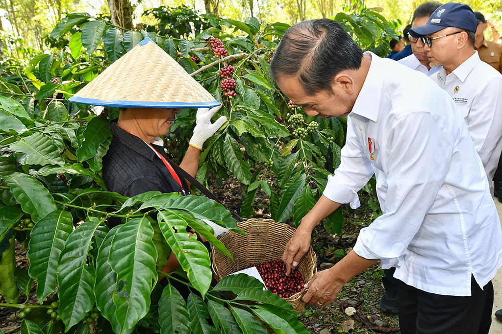“Kita memiliki 1,2 juta hektare kopi baik robusta maupun arabika di seluruh Tanah Air Indonesia. Di Lampung Barat ini terbesar ada 60 ribu hektare, tapi memang yang banyak hampir 90 persen disini adalah robusta, arabikanya kira-kira 10-an persen,” ujar Presiden usai panen kopi.
