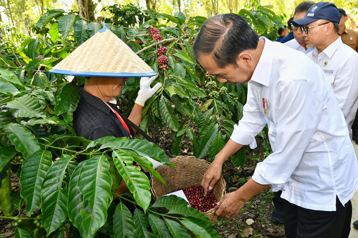 “Kita memiliki 1,2 juta hektare kopi baik robusta maupun arabika di seluruh Tanah Air Indonesia. Di Lampung Barat ini terbesar ada 60 ribu hektare, tapi memang yang banyak hampir 90 persen disini adalah robusta, arabikanya kira-kira 10-an persen,” ujar Presiden usai panen kopi.