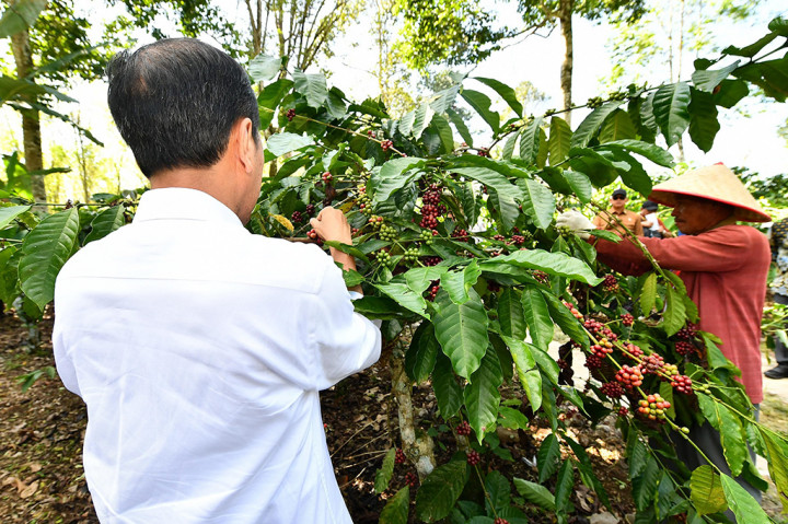 Presiden Joko Widodo melakukan panen kopi bersama para petani di Desa Kembahang, Kecamatan Batubrak, Kabupaten Lampung Barat, Provinsi Lampung, pada Jumat, 12 Juli 2024. Dalam kunjungannya, Presiden menekankan pentingnya meningkatkan produktivitas kopi Indonesia yang mencakup luas lahan perkebunan kopi sekitar 1,2 juta hektare di seluruh Indonesia.