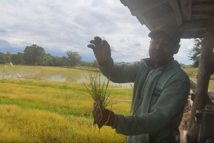 Puluhan hektar tanaman padi di Kabupaten Bantaeng, Sulawesi Selatan rusak dan dipastikan gagal panen.