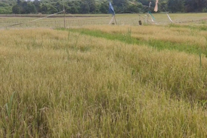 Seperti yang terjadi di Desa Papanloe, Kecamatan Pajukukang ada kurang lebih tiga puluh hektar sawah petani yang padinya rusak.