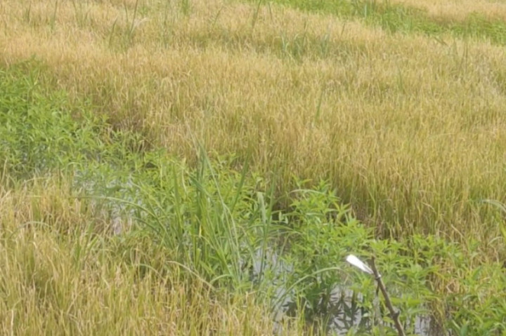 Menurut para petan awalnya padi yang mereka tanam mengeluarkan bintik bintik merah dan hanya dalam waktu dua hari saja batang padi langsung mengering dan mati.