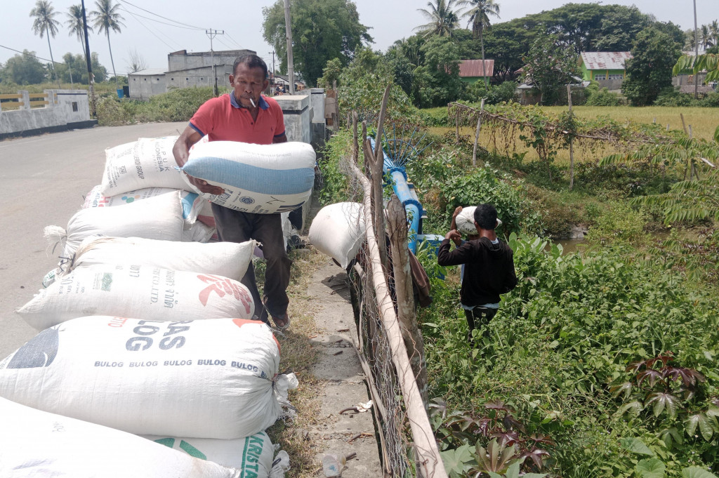 Seperti di Kecamatan Delima, produksi panen yang biasanya mencapai 6 hingga 7 ton per ha, kini hanya menghasilkan sekitar 4 hingga 5 ton gabah. Padahal perlakuan mulai dari penanaman, pemupukan hingga kepedulian menjelang panen tidak beda dari biasanya.